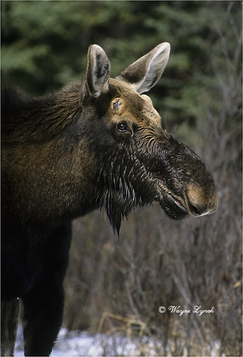 Bull Moose 116 by Dr. Wayne Lynch ©